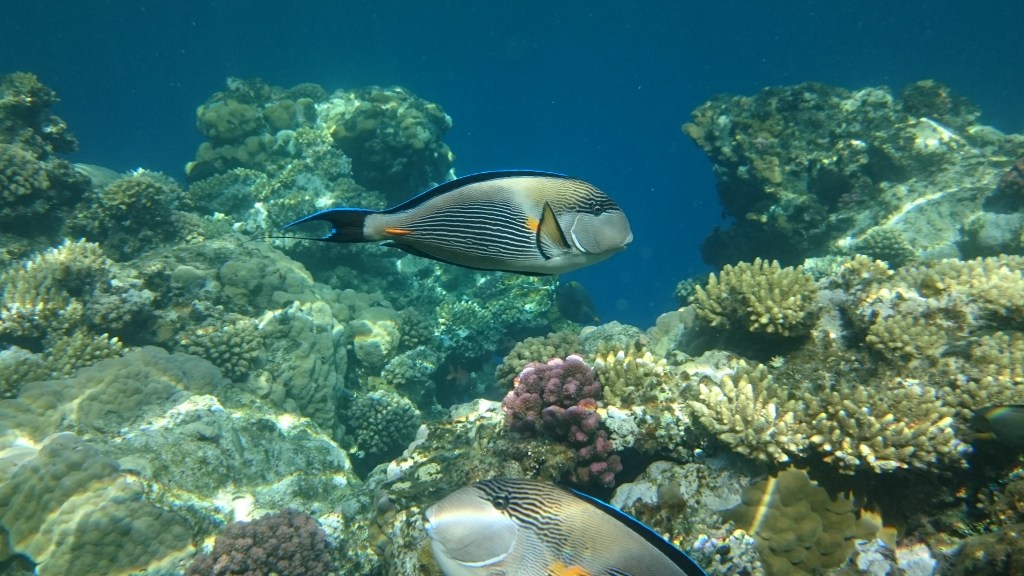 Snorklaamalla löytyi aivan uusi maailma!