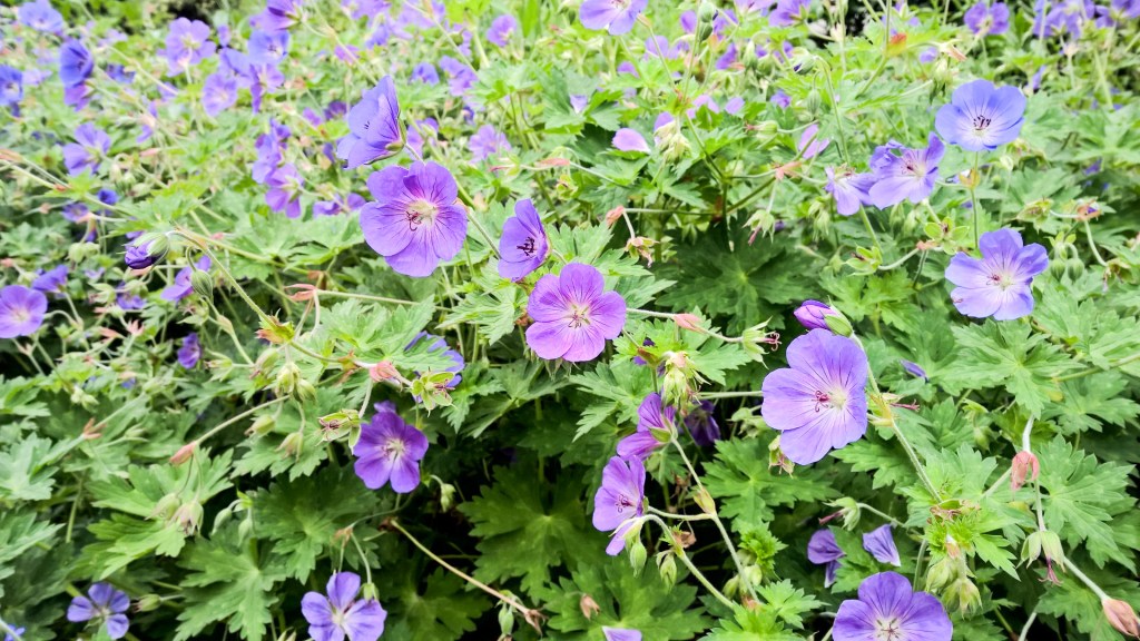 WP_20150614_17_36_10_Raw_edited