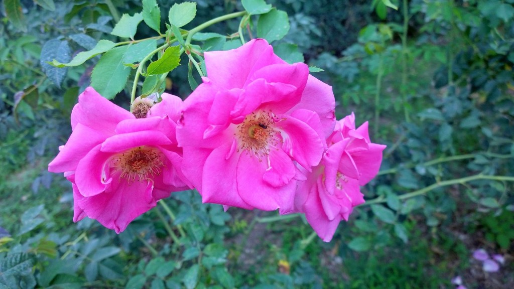 WP_20150916_12_09_53_Pro (2)