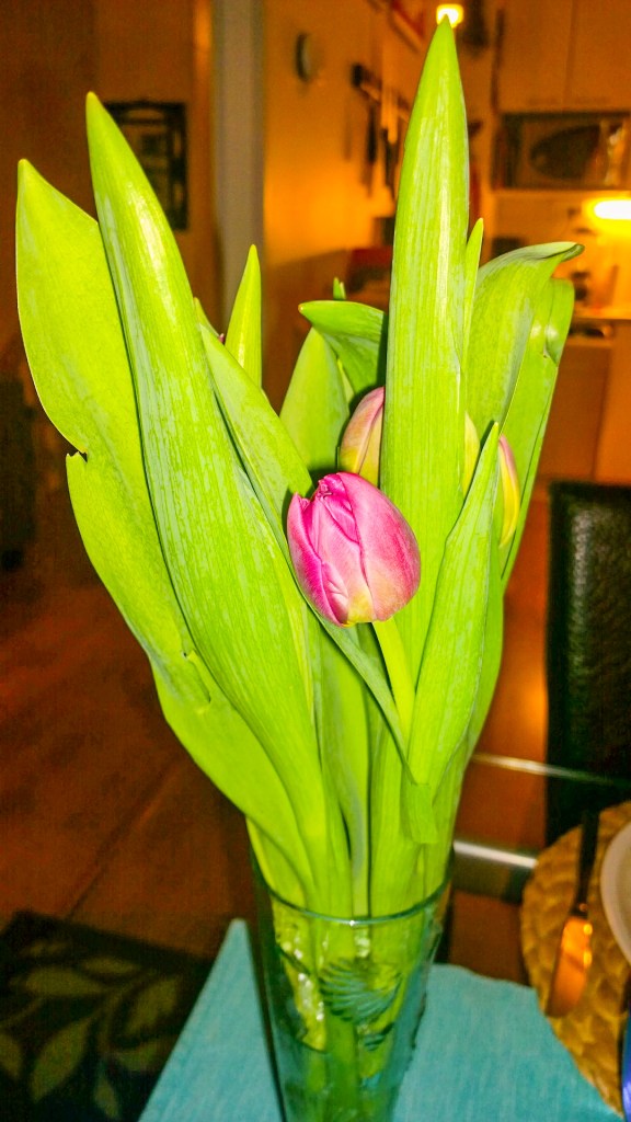 WP_20160228_20_36_09_Pro_edited