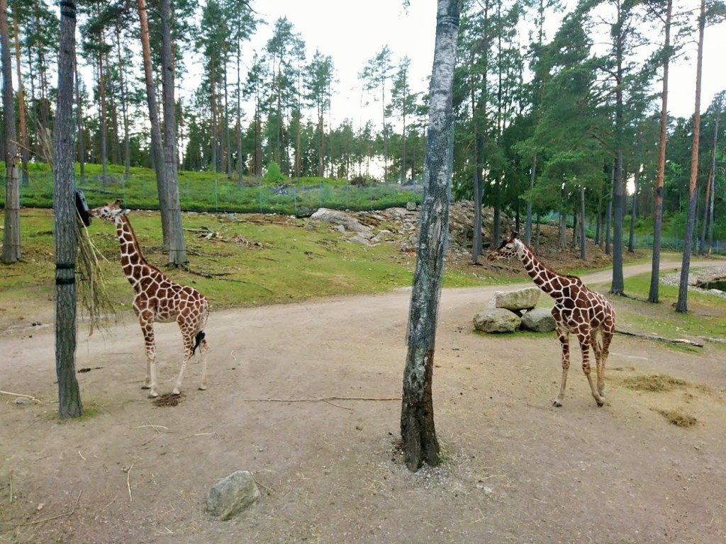 Safarilla taaperon kanssa