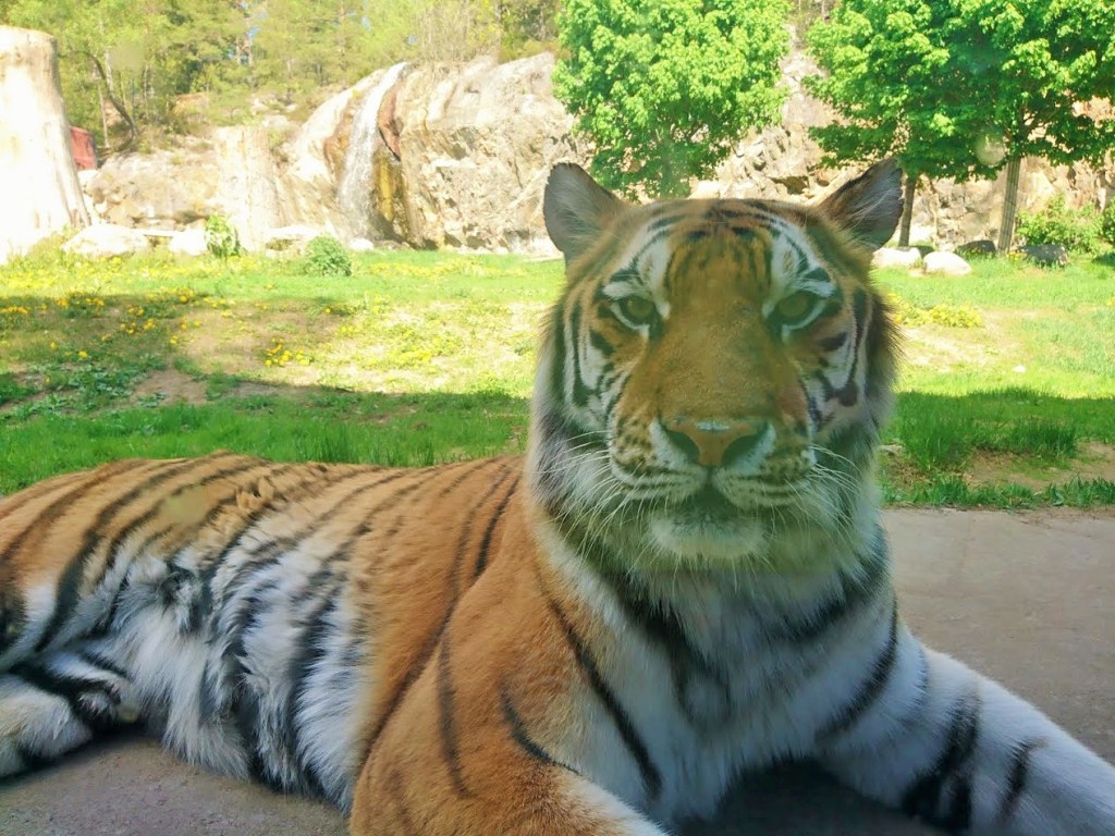 Kolmårdenista lumoutuneet