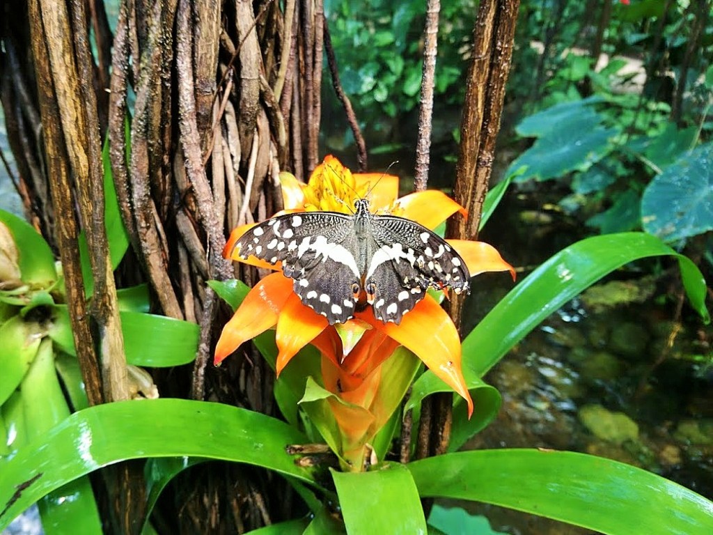 Fjärilshuset ja Haga Ocean&nbsp;Tukholmassa