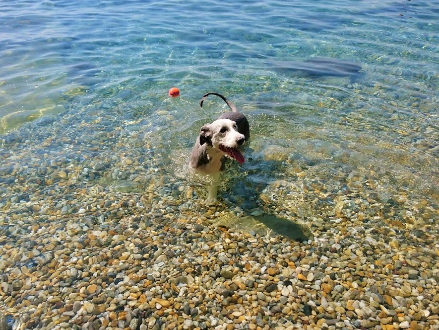 Koirarannalla Ičićissä