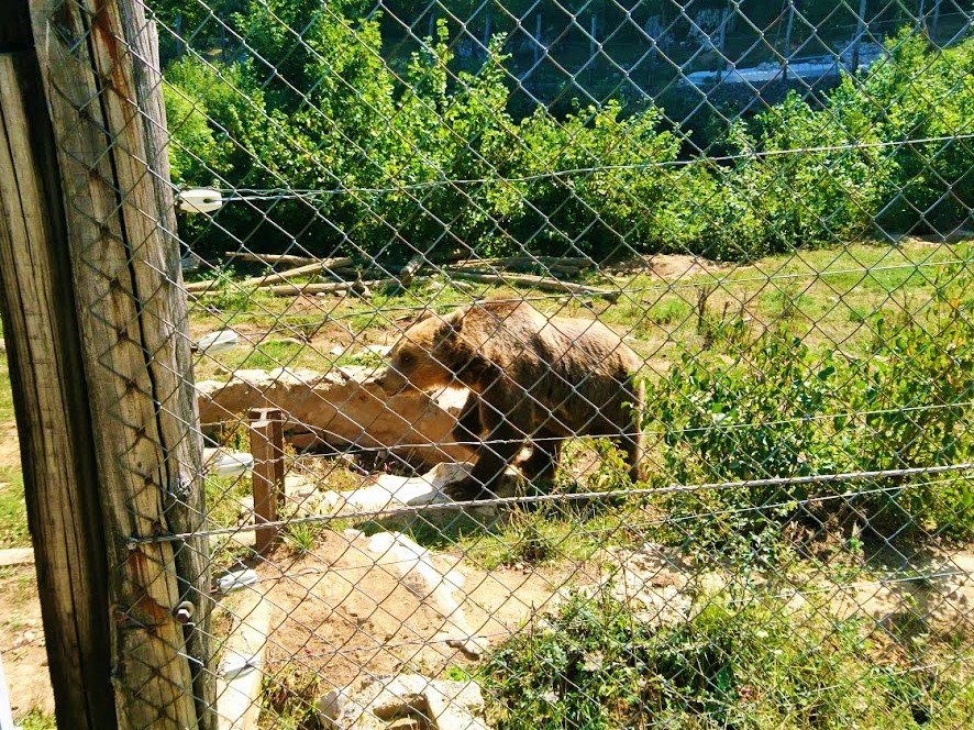 Karhujen mailla Kuterevossa