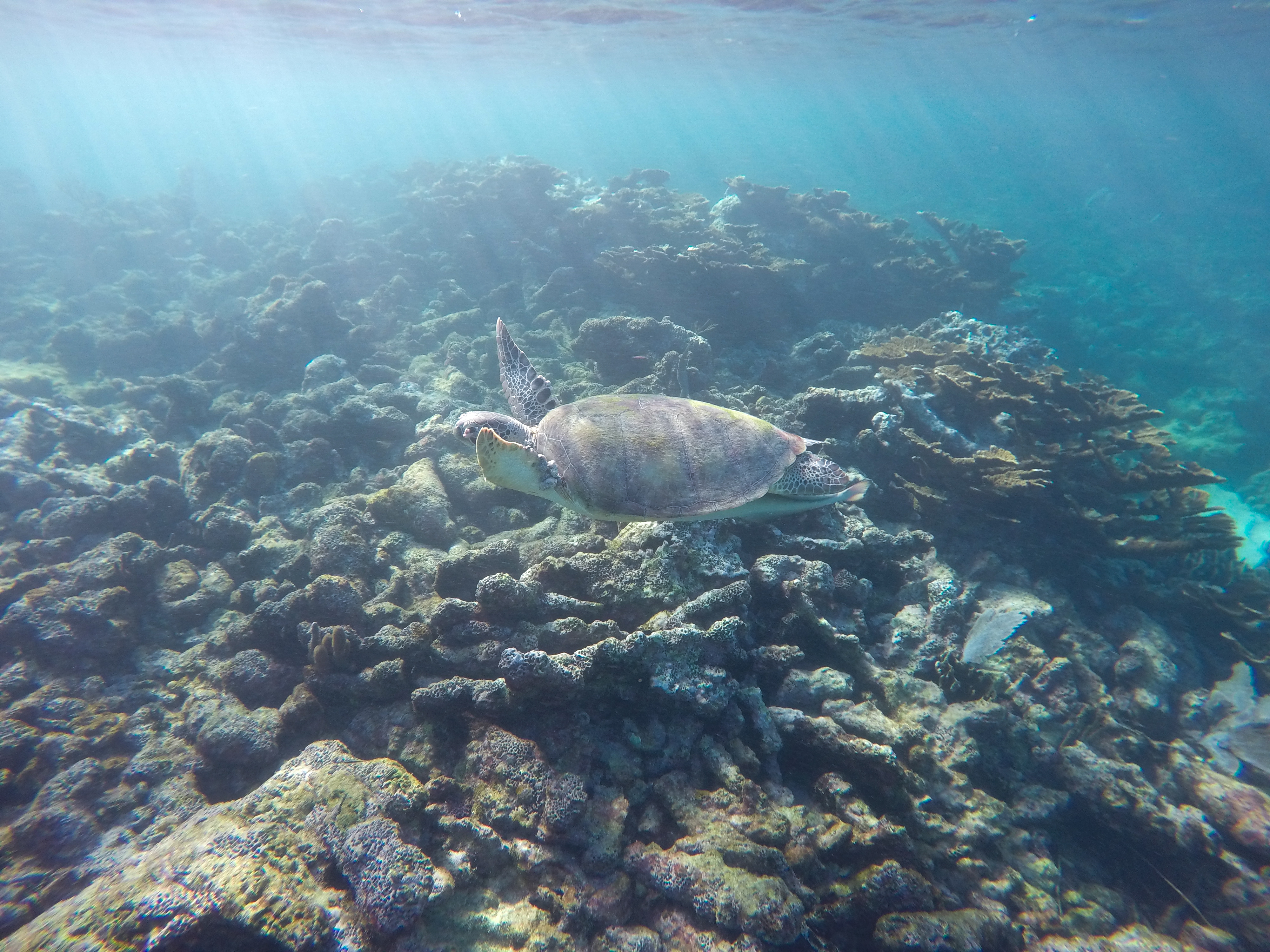 DCIM100GOPROGOPR4477.