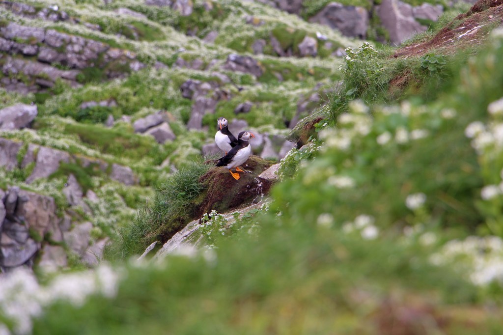 Korvia huumaava tuhansien lunnien kotisaari&nbsp;Hornøya